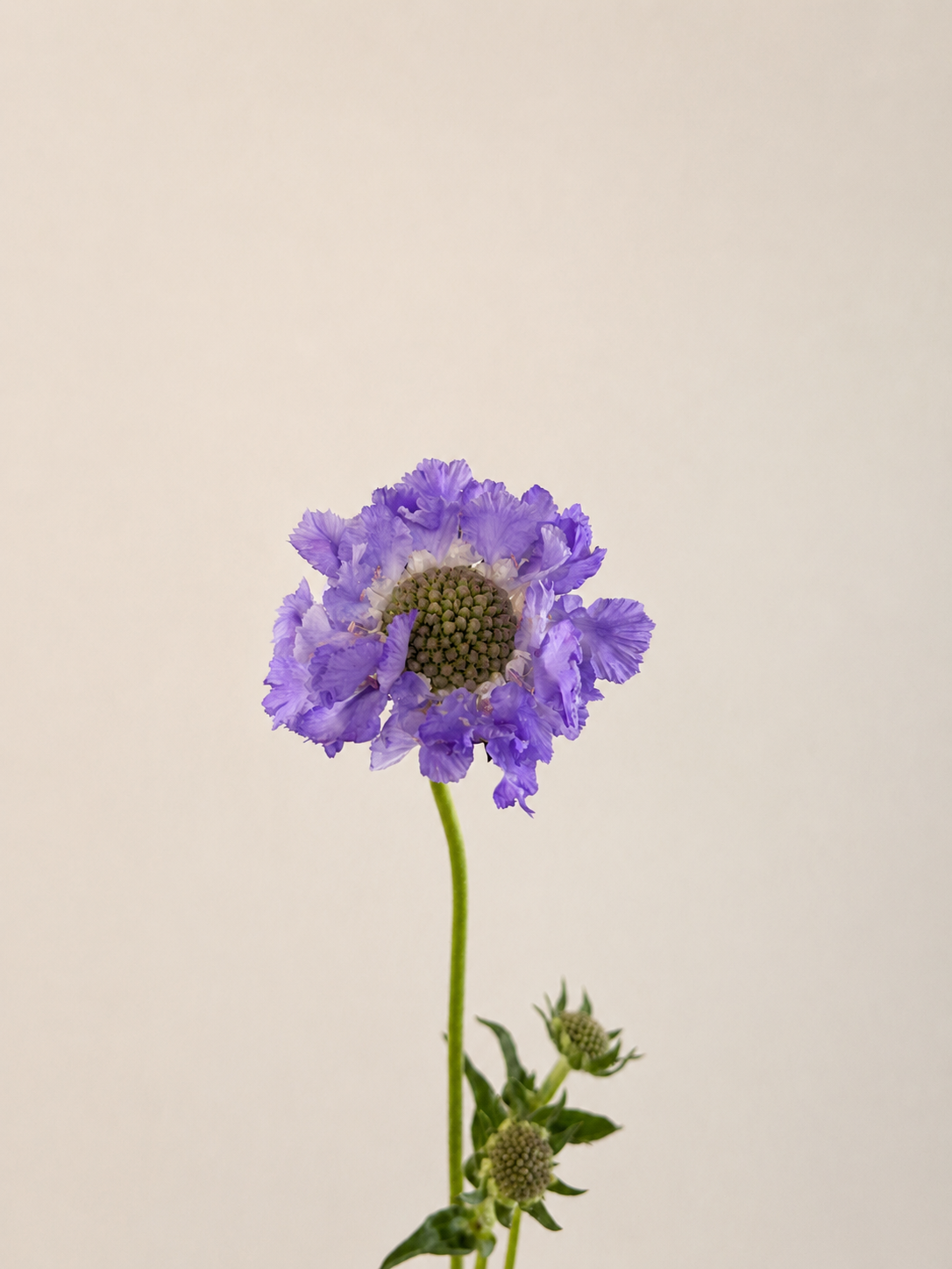 Lilac scabiosa flower on a single stem